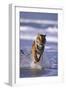 Bengal Tiger Running in Surf-DLILLC-Framed Photographic Print