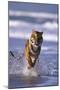 Bengal Tiger Running in Surf-DLILLC-Mounted Photographic Print