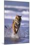 Bengal Tiger Running in Surf-DLILLC-Mounted Photographic Print