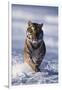 Bengal Tiger Running in Surf-DLILLC-Framed Photographic Print