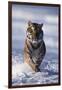 Bengal Tiger Running in Surf-DLILLC-Framed Photographic Print