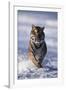 Bengal Tiger Running in Surf-DLILLC-Framed Photographic Print