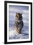 Bengal Tiger Running in Surf-DLILLC-Framed Photographic Print