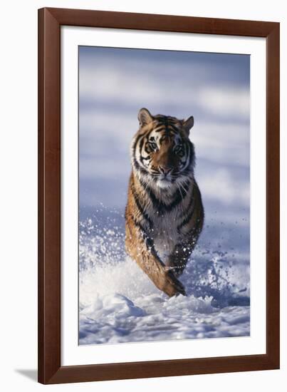 Bengal Tiger Running in Surf-DLILLC-Framed Photographic Print