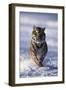 Bengal Tiger Running in Surf-DLILLC-Framed Photographic Print