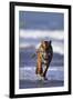 Bengal Tiger Running in Surf-DLILLC-Framed Photographic Print