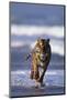 Bengal Tiger Running in Surf-DLILLC-Mounted Photographic Print