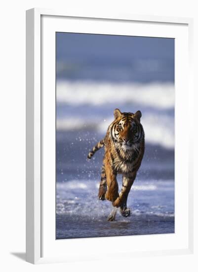 Bengal Tiger Running in Surf-DLILLC-Framed Photographic Print