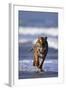 Bengal Tiger Running in Surf-DLILLC-Framed Photographic Print