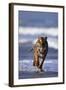 Bengal Tiger Running in Surf-DLILLC-Framed Photographic Print