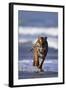 Bengal Tiger Running in Surf-DLILLC-Framed Photographic Print