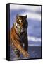 Bengal Tiger Running in Water-DLILLC-Framed Stretched Canvas