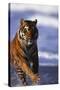 Bengal Tiger Running in Water-DLILLC-Stretched Canvas