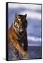 Bengal Tiger Running in Water-DLILLC-Framed Stretched Canvas