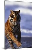 Bengal Tiger Running in Water-DLILLC-Mounted Photographic Print