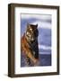 Bengal Tiger Running in Water-DLILLC-Framed Photographic Print