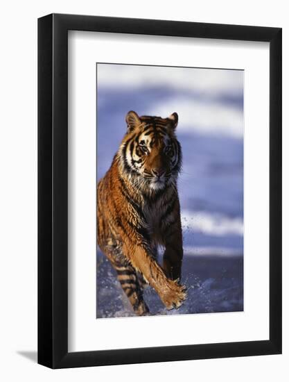 Bengal Tiger Running in Water-DLILLC-Framed Photographic Print