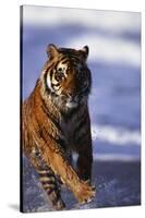 Bengal Tiger Running in Water-DLILLC-Stretched Canvas