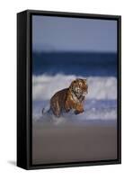 Bengal Tiger Running on Beach-DLILLC-Framed Stretched Canvas