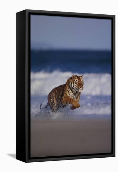 Bengal Tiger Running on Beach-DLILLC-Framed Stretched Canvas