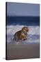 Bengal Tiger Running on Beach-DLILLC-Stretched Canvas