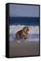 Bengal Tiger Running on Beach-DLILLC-Framed Stretched Canvas