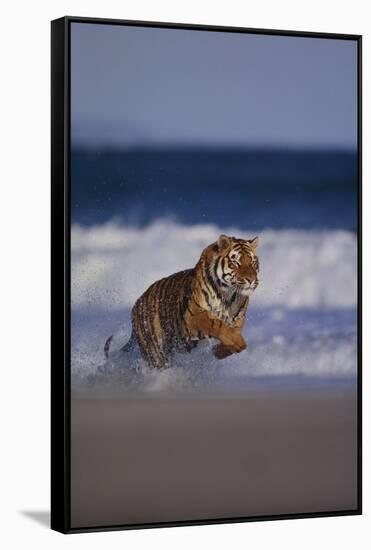 Bengal Tiger Running on Beach-DLILLC-Framed Stretched Canvas