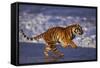 Bengal Tiger Running on Beach-DLILLC-Framed Stretched Canvas