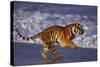 Bengal Tiger Running on Beach-DLILLC-Stretched Canvas