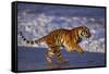 Bengal Tiger Running on Beach-DLILLC-Framed Stretched Canvas