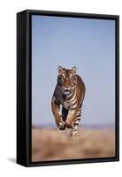 Bengal Tiger Running on Beach-DLILLC-Framed Stretched Canvas