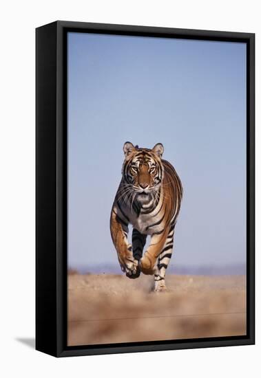 Bengal Tiger Running on Beach-DLILLC-Framed Stretched Canvas