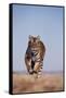 Bengal Tiger Running on Beach-DLILLC-Framed Stretched Canvas