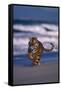Bengal Tiger Running on Beach-DLILLC-Framed Stretched Canvas