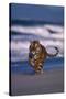 Bengal Tiger Running on Beach-DLILLC-Stretched Canvas