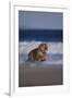 Bengal Tiger Running on Beach-DLILLC-Framed Photographic Print