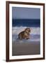 Bengal Tiger Running on Beach-DLILLC-Framed Photographic Print