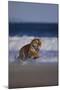 Bengal Tiger Running on Beach-DLILLC-Mounted Photographic Print