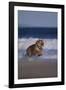 Bengal Tiger Running on Beach-DLILLC-Framed Photographic Print