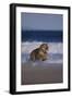 Bengal Tiger Running on Beach-DLILLC-Framed Photographic Print