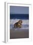 Bengal Tiger Running on Beach-DLILLC-Framed Photographic Print