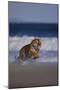 Bengal Tiger Running on Beach-DLILLC-Mounted Photographic Print