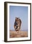 Bengal Tiger Running on Beach-DLILLC-Framed Photographic Print