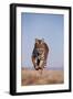 Bengal Tiger Running on Beach-DLILLC-Framed Photographic Print