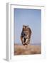 Bengal Tiger Running on Beach-DLILLC-Framed Photographic Print