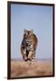 Bengal Tiger Running on Beach-DLILLC-Framed Photographic Print