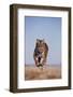 Bengal Tiger Running on Beach-DLILLC-Framed Photographic Print