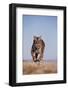 Bengal Tiger Running on Beach-DLILLC-Framed Photographic Print