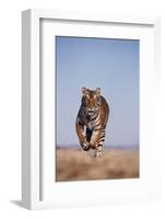 Bengal Tiger Running on Beach-DLILLC-Framed Photographic Print