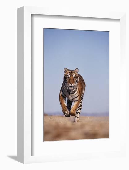 Bengal Tiger Running on Beach-DLILLC-Framed Photographic Print